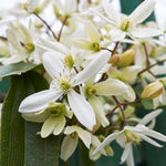 Armandii Clematis Vine