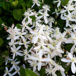 Armandii Clematis Vine