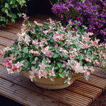 Snow-N-Summer™ Asiatic Jasmine Shrub