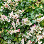 Snow-N-Summer™ Asiatic Jasmine Shrub
