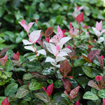 Snow-N-Summer™ Asiatic Jasmine Shrub