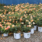 This is our 3 Gallon sized At Last Rose.