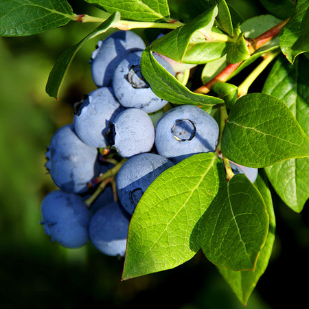 Aurora Blueberry Bush