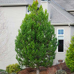 Austrian Pine Tree