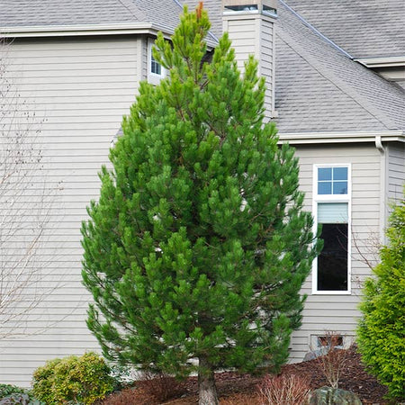 Austrian Pine Tree