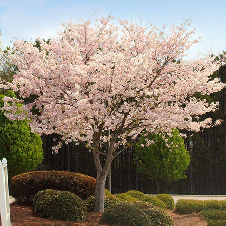 Autumn Cherry Tree
