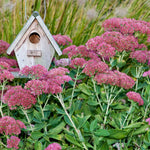 Autumn Joy Sedum Shrub