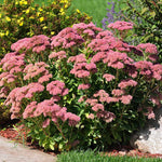 Autumn Joy Sedum Shrub
