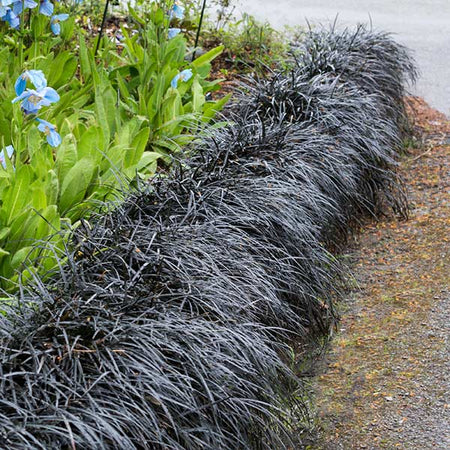 Black Mondo Grass