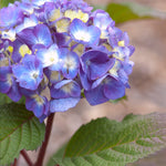 Hydrangea color will depend on your soil acidity. Changing the bloom color is easy with Espoma Pink and Espoma Blue.
