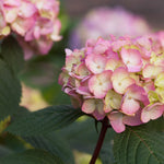 Hydrangea color will depend on your soil acidity. Changing the bloom color is easy with <a href=