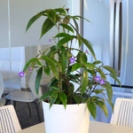 Blue Ginger is a rare blooming houseplant.