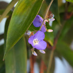 Weeping Blue Ginger is happiest in bright light with weekly watering.