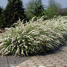 Bridal Wreath Spirea Shrub