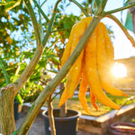 Buddha's Hand Citron Tree