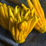 Buddha's Hand Citron Tree