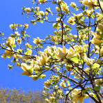 Butterfly Magnolia Tree