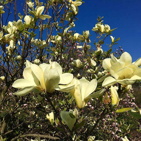 Butterfly Magnolia Tree