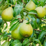 The pears of the Bartlett tree uniquely turn yellow as they ripen.
