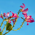 Hong Kong Orchid Tree