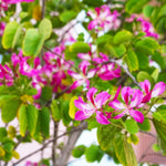 Hong Kong Orchid Tree