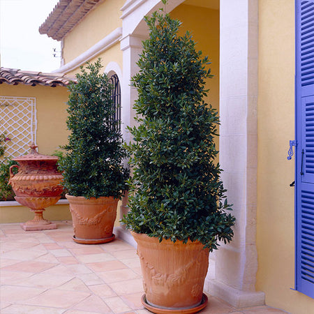Bay Laurel - USDA Organic