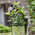 Bay Laurel - USDA Organic