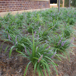 Big Blue Liriope Plant