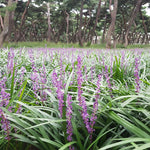 Big Blue Liriope Plant