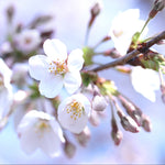 Your cherry tree will bloom with white flowers every spring.
