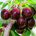 Fruit ripens in June.