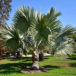 Bismarck Palm Tree