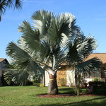 Bismarck Palm Tree