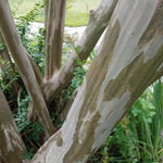 Crape Myrtles have bark that peels to reveal unique coloring for great winter interest.