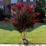 Black Diamond Crape Myrtle is a petite sized crape tree reaching heights of 10-12 feet.