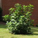 Black Mission Fig Tree