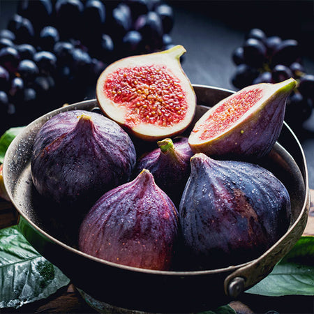 Black Mission Fig Tree
