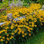 Goldsturm Black-Eyed Susan