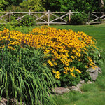 Goldsturm Black-Eyed Susan