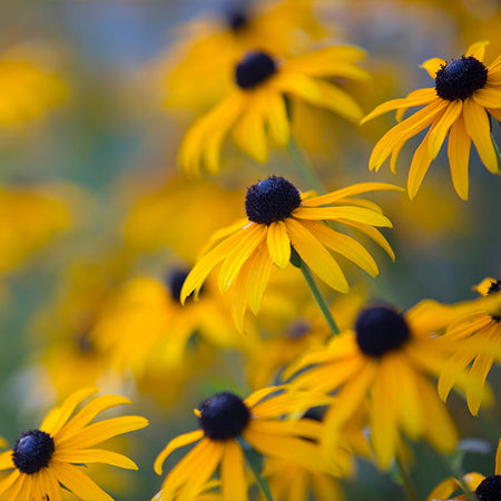 Goldsturm Black-Eyed Susan