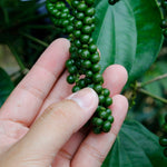 Black Pepper Plant