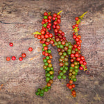Black Pepper Plant