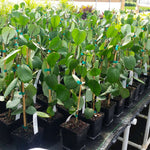 Our 1 Quart size Black Pepper plant.