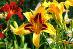 Images shown are of mature plants