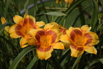 Images shown are of mature plants