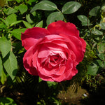 Blaze Improved Climbing Rose