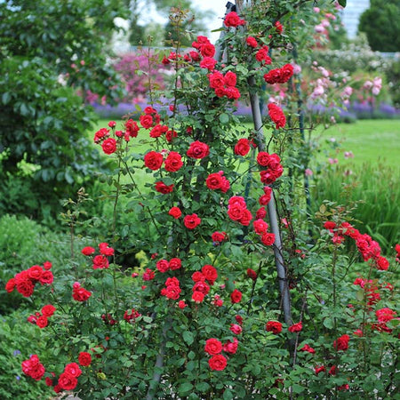 Blaze Improved Climbing Rose