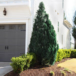 Blue Point Junipers have broad pyramid form with glowing blue-green foliage.