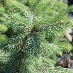 Blue Wonder Spruce Tree