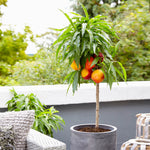 Bonfire peaches are medium to large and ripen in June and are sweet and juicy.